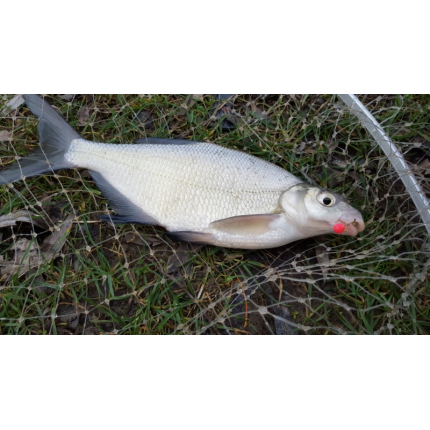 Rohlíkové boilies FLUO 30g Pálivé Chilli