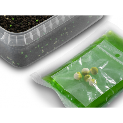 Delphin Pelety Reaxe Ready&Go Pellet Box + Booster a Nástrahy Česnek-Butyric 400 g