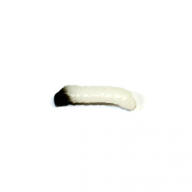 Revol Baits nástraha Caddis Larva 20mm příchuť krevetka, barva bílá 10ks Revol Baits nástraha Caddis Larva 20mm příchuť krevetka, barva bílá 10ks