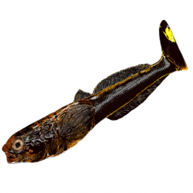 Qubi Lures gumová nástraha Głowacz Motor Oil 10cm 2ks
