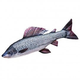 Gaby Vankúš Lipan Podhorný 49cm