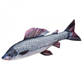 Gaby Vankúš Lipan Podhorný 49cm