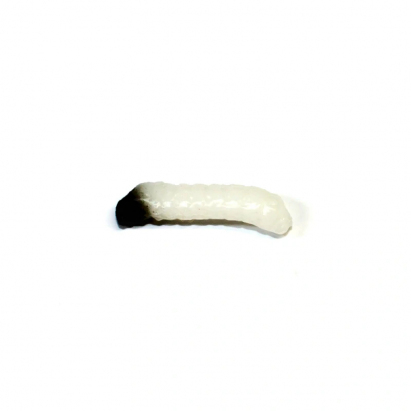 Revol Baits nástraha Caddis Larva 20mm příchuť sýr-česnek, barva bílá 10ks Revol Baits nástraha Caddis Larva 20mm příchuť sýr-česnek, barva bílá 10ks