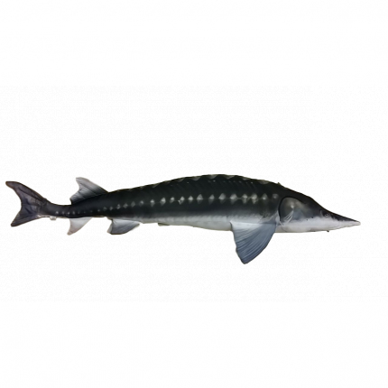 Gaby Vankúš Jeseter 120cm