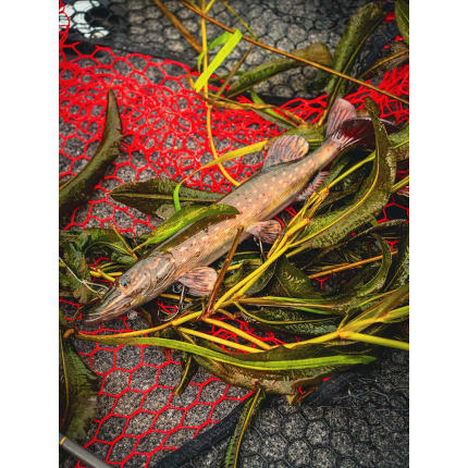 Fox Rage Ultra-Realistic Pike Replicant